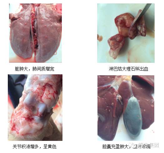 臨床症狀1.jpg
