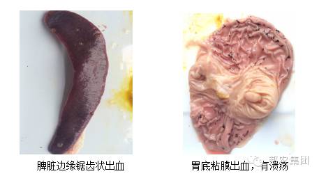 臨床症狀及病理(lǐ)變化(huà)2.jpg