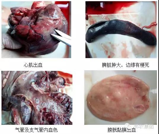 臨床症狀1.jpg