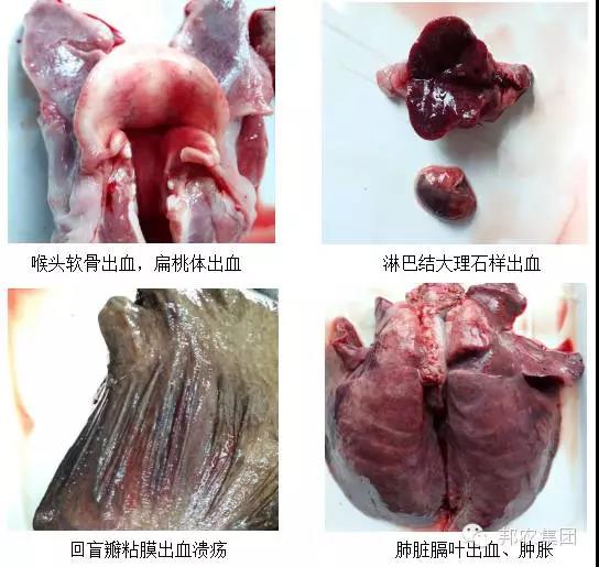 臨床症狀2.jpg