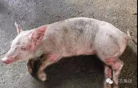 豬群發病情況.jpg