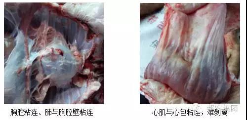 臨床症狀1.jpg