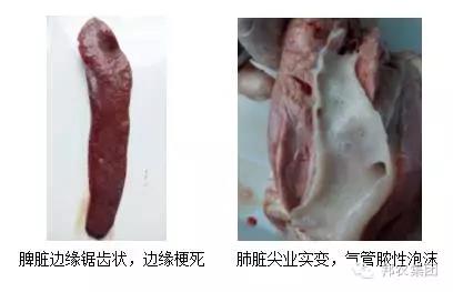 臨床症狀2.jpg