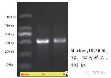 豬鏈球菌PCR電(diàn)泳圖.jpg