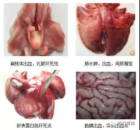 臨床症狀1.jpg