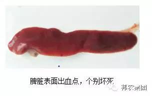 臨床症狀2.jpg
