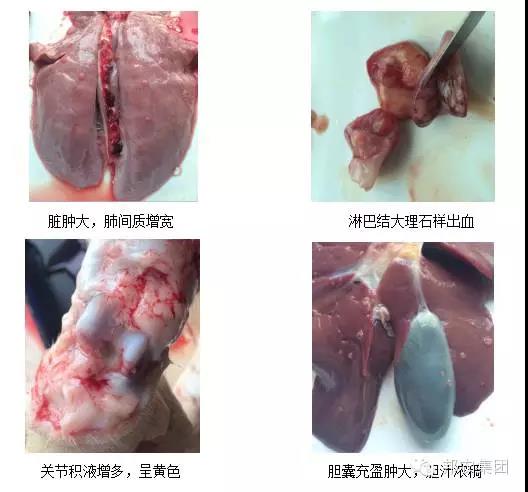 臨床症狀1.jpg