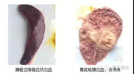 臨床症狀2.jpg