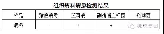 組織病料病原檢測結果.jpg