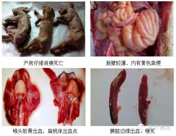 剖檢病理(lǐ)變化(huà)1.jpg