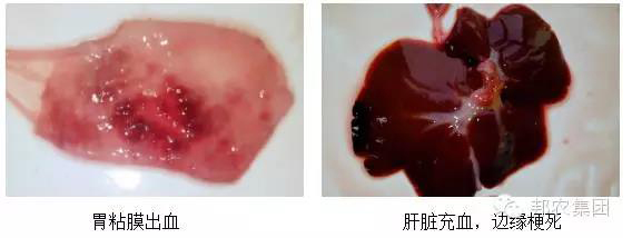 剖檢病理(lǐ)變化(huà)2.jpg