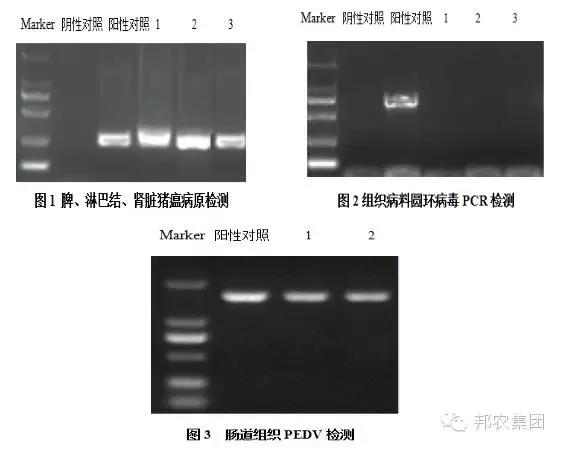 檢測結果.jpg
