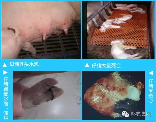 豬場(chǎng)發病情況.jpg