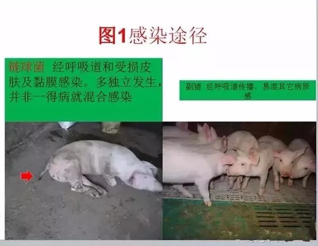 豬鏈球菌與副豬的(de)鑒别診斷1.jpg