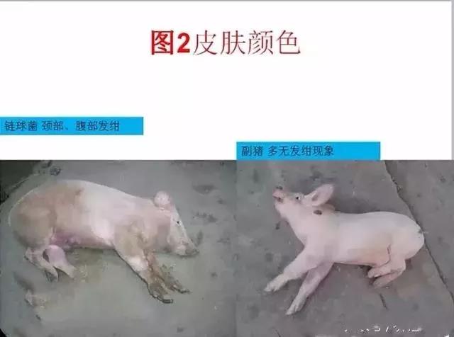 豬鏈球菌與副豬的(de)鑒别診斷2.jpg