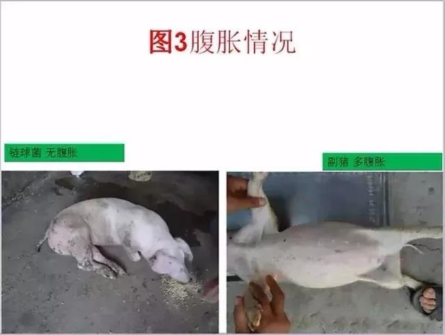 豬鏈球菌與副豬的(de)鑒别診斷3.jpg