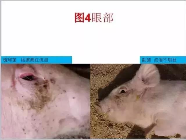 豬鏈球菌與副豬的(de)鑒别診斷4.jpg