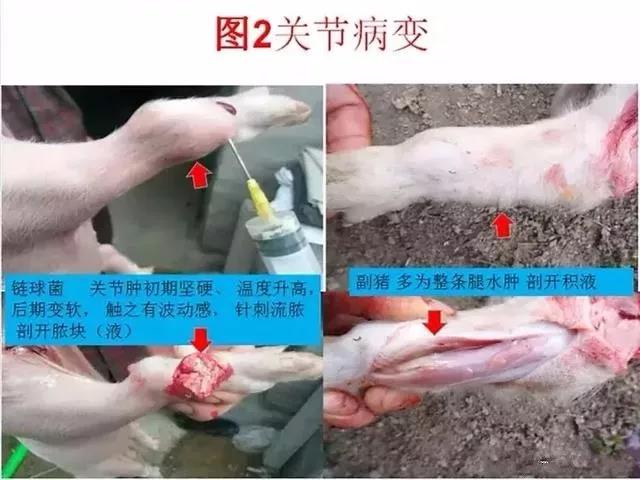 豬鏈球菌與副豬的(de)鑒别診斷6.jpg