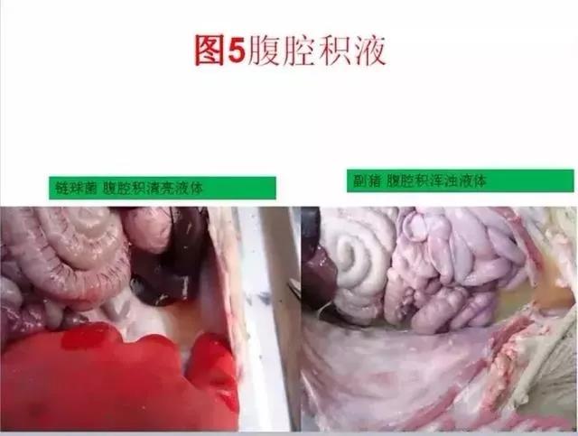 豬鏈球菌與副豬的(de)鑒别診斷9.jpg