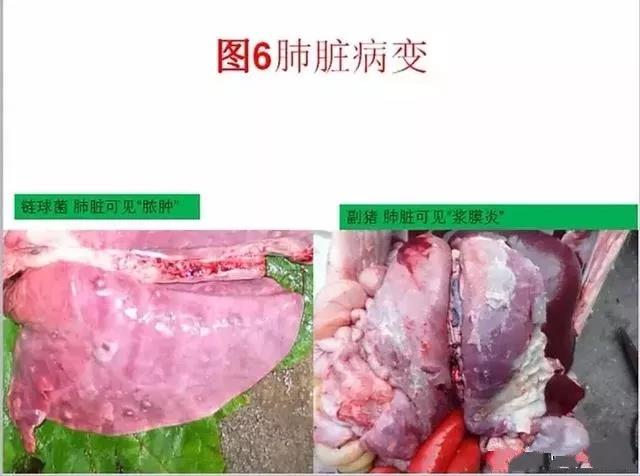 豬鏈球菌與副豬的(de)鑒别診斷10.jpg