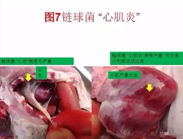 豬鏈球菌與副豬的(de)鑒别診斷11.jpg