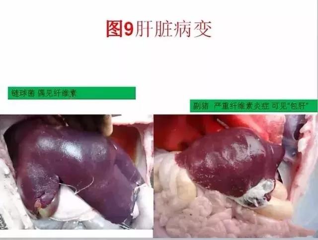 豬鏈球菌與副豬的(de)鑒别診斷12.jpg