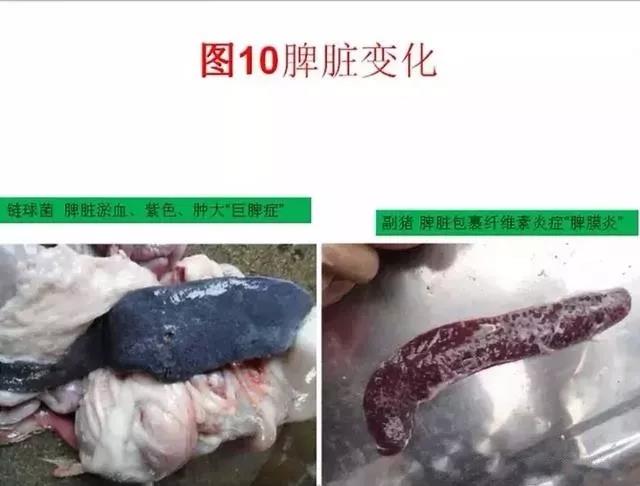 豬鏈球菌與副豬的(de)鑒别診斷13.jpg
