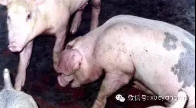 秋季防控豬流感3.jpg