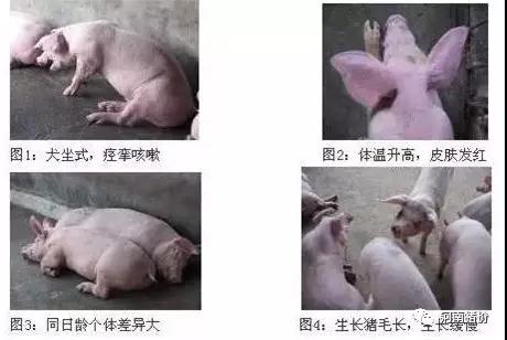 防控豬場(chǎng)圓環2.jpg