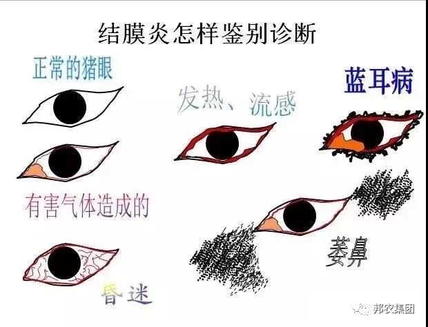 母豬飼養管理(lǐ)2.jpg