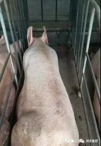 母豬飼養管理(lǐ)3.jpg