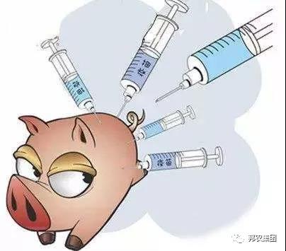 豬隻疫苗1.jpg