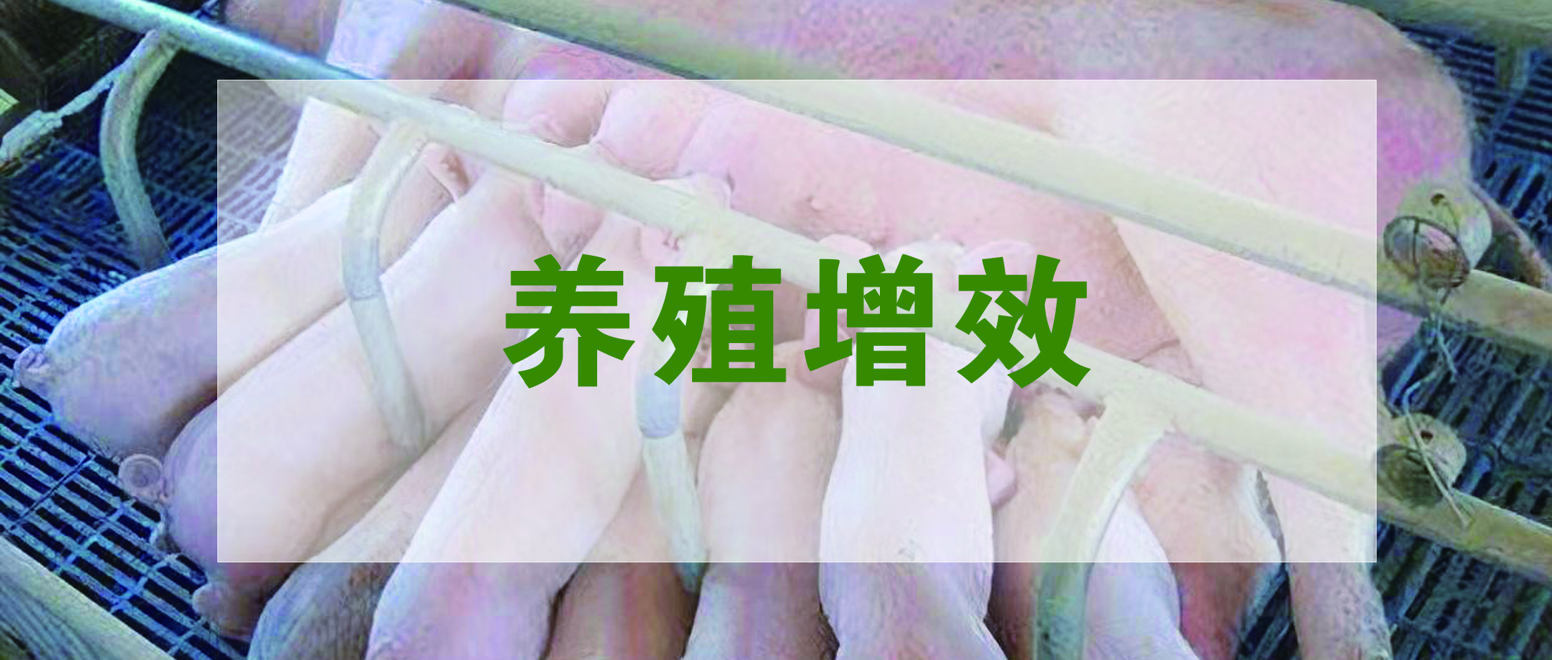 國(guó)家(jiā)生(shēng)豬産業(yè)技(jì)術(shù)體(tǐ)系發布:生(shēng)豬養殖提質增效降本技(jì)術(shù)指導意見(jiàn)