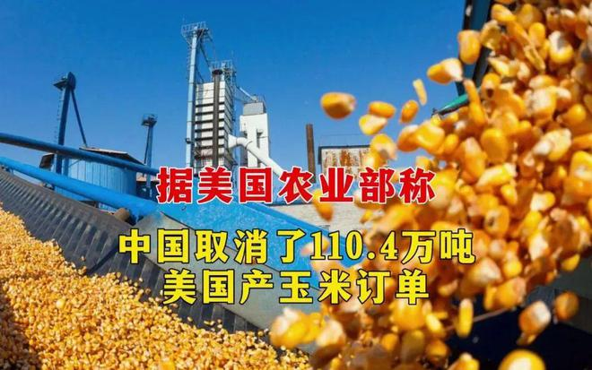 中國(guó)取消110.4萬噸美(měi)國(guó)玉米進口訂單！玉米供需格局正在發生(shēng)巨變(圖文(wén))