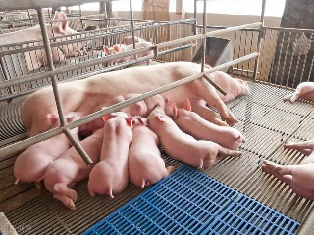 養豬百問(wèn)百答(dá)丨哺乳仔豬死亡之謎：原因與防治措施全解析